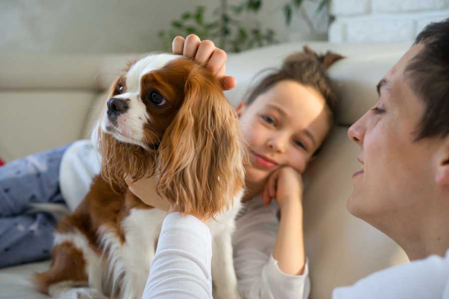 familienhund-Cavalier-King-Charles-Spaniel